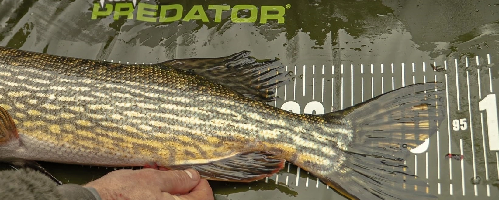 Deadbait
