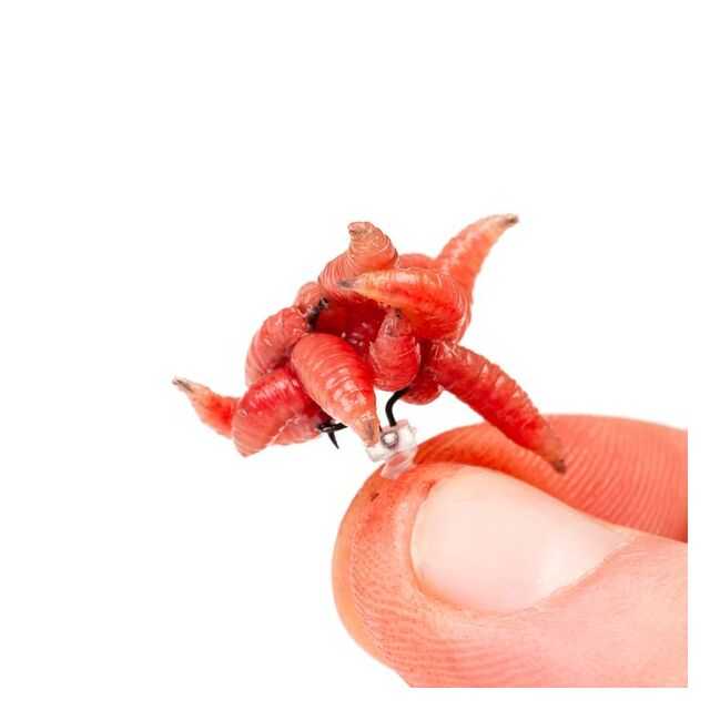 Nash Maggot Screw 5 Stk.