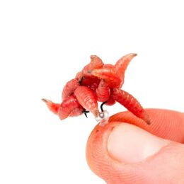 Nash Maggot Screw 5 Stk.