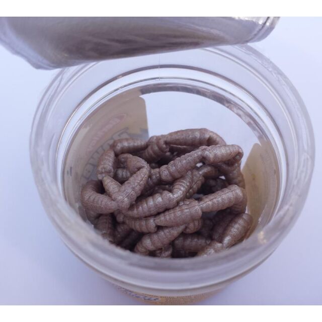 Berkley Power Bait Power Maggot weiss 110 Stk.