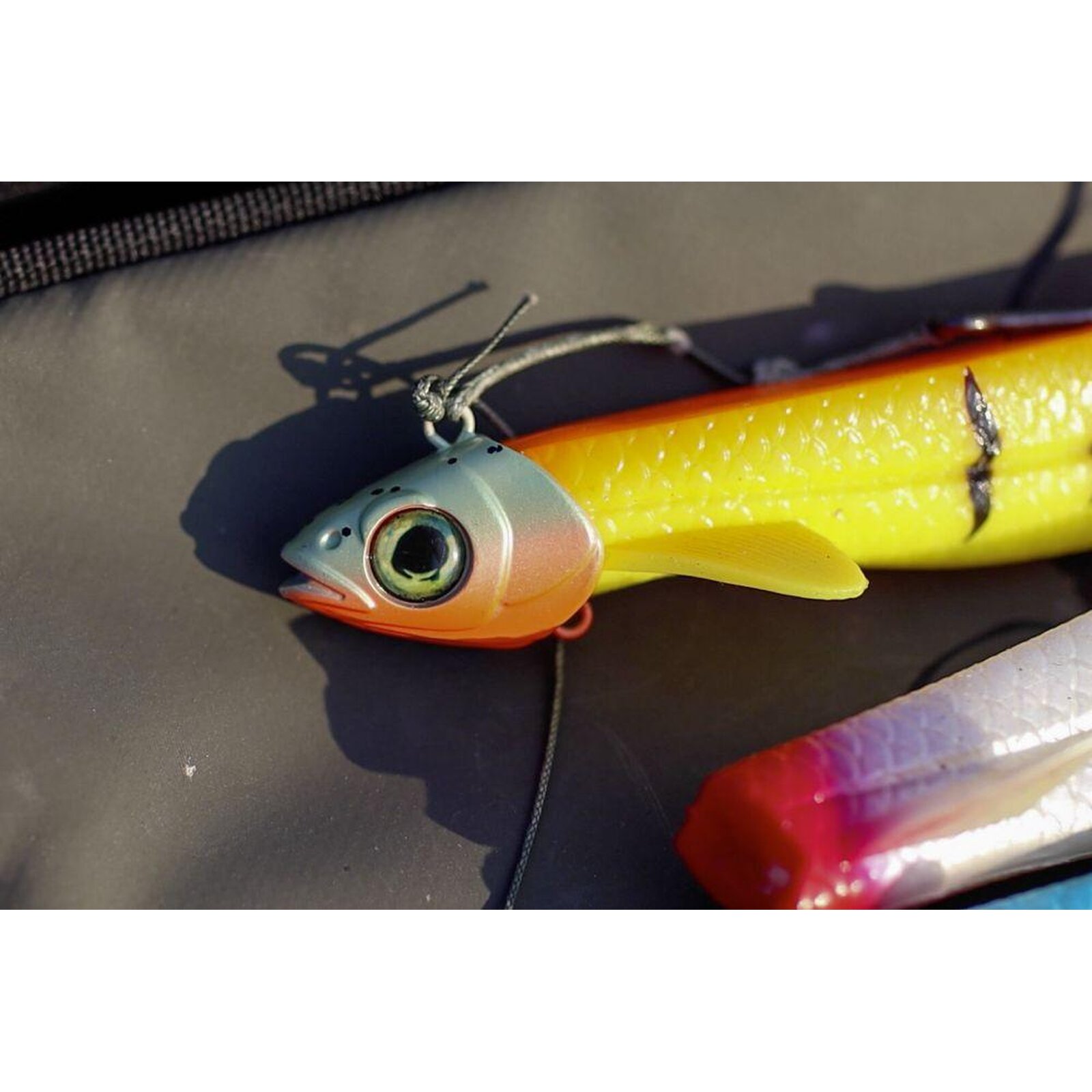Black Cat Pelagic Shad