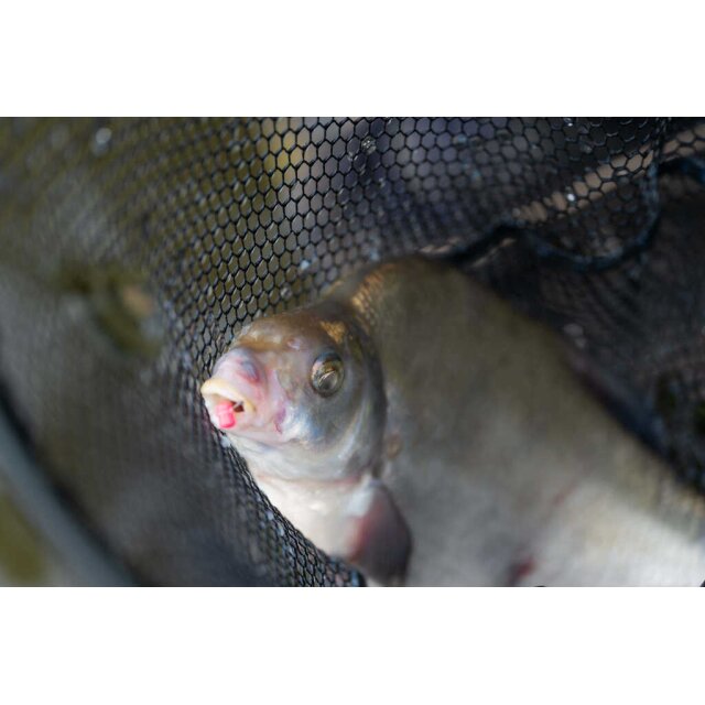 Preston Floater Disorger / Baiting Needle | Hakenlöser Ködernadel