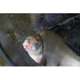 Preston Floater Disorger / Baiting Needle | Hakenlöser Ködernadel