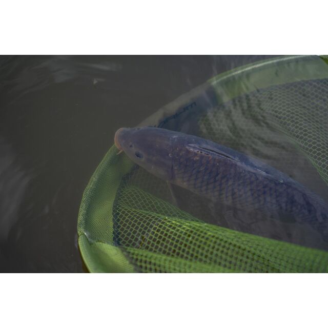 Korum Power Folding Spoon - Latex 26"