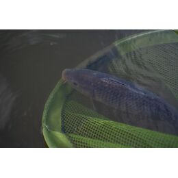 Korum Power Folding Spoon - Latex 26"