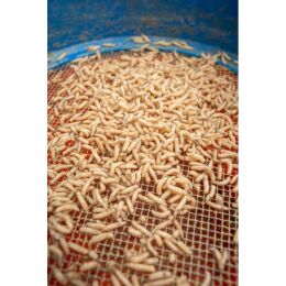 Sonubaits Maggot Glue | Madenkleber 300g