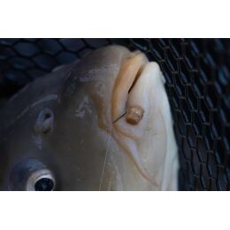 Preston Hookable Bait Bands