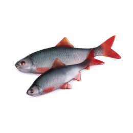 Fox Rage Ultra Natural Roach Fillet 4Stk. 6cm