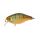 Agressive Perch