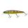 HL Gold Perch