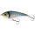 Blueback Herring