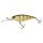 Agressive Perch
